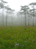 ทุ่งดอกหงอนนาค ลานภูสอยดาว อุทยานแห่งชาติภูสอยดาว 